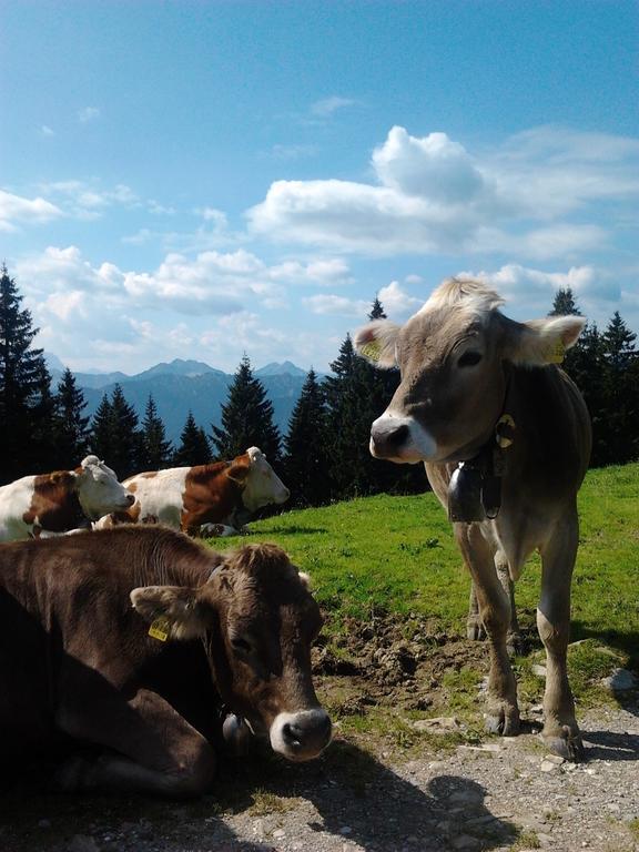 Ferienwohnungen Kral Grainau Extérieur photo